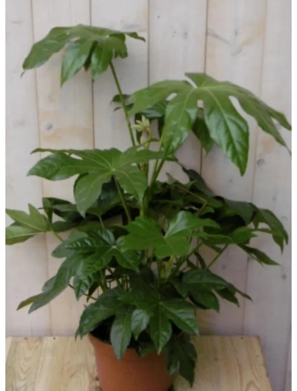 Kamerplant Vingerplant 60 cm