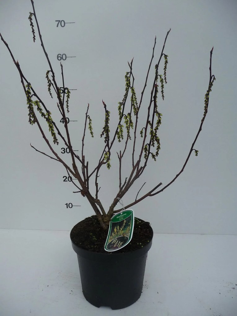 Stachyurus chinensis 'Celina' - pot - 40-50 cm