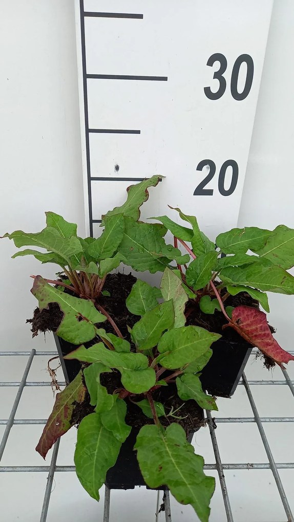 Persicaria amplexicaulis 'JS Caliente' - pot 9x9 cm