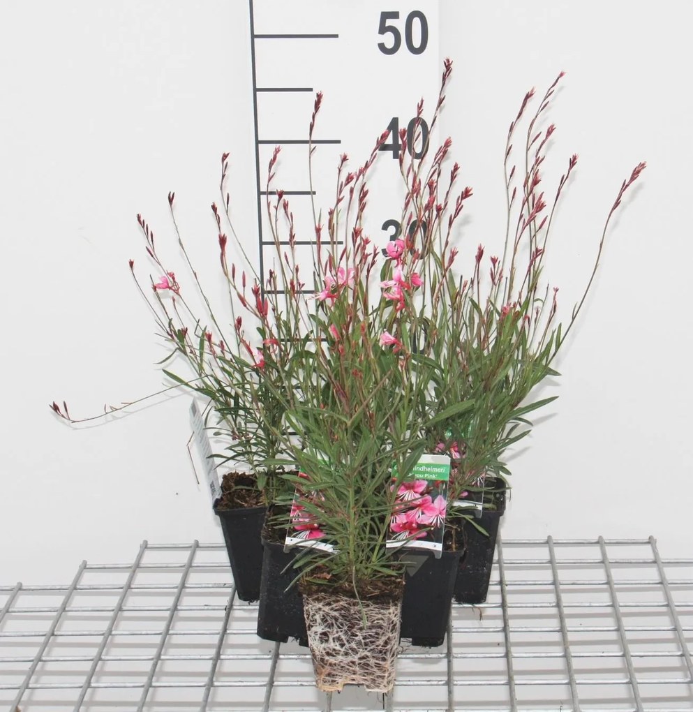Gaura lindheimeri 'Siskiyou Pink' - pot 9x9 cm -