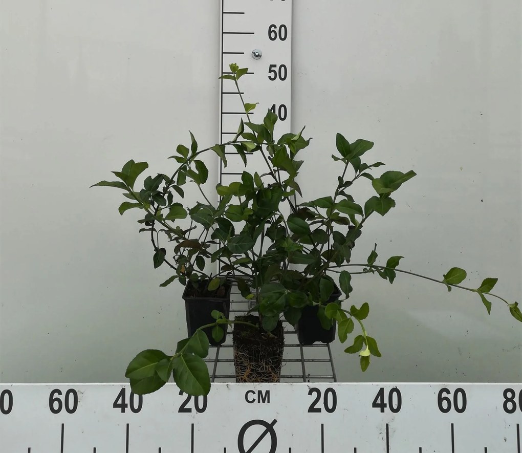 Euonymus fortunei 'Dart's Blanket' - pot 9x9 cm -