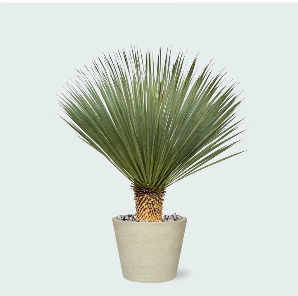 Combi deal - Yucca Rostrata op stam inclusief Bucket - 120 cm