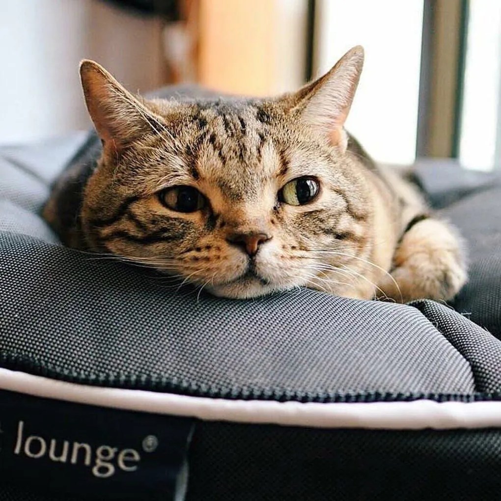 Ambient Lounge Kattenkussen Indoor/Outdoor