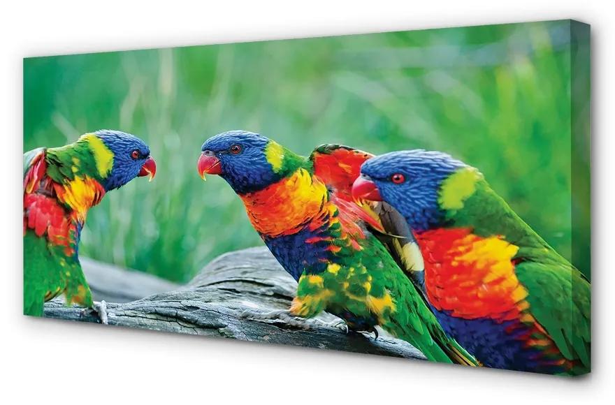 Foto op canvas Kleurrijke papegaaiboom 100x50 cm