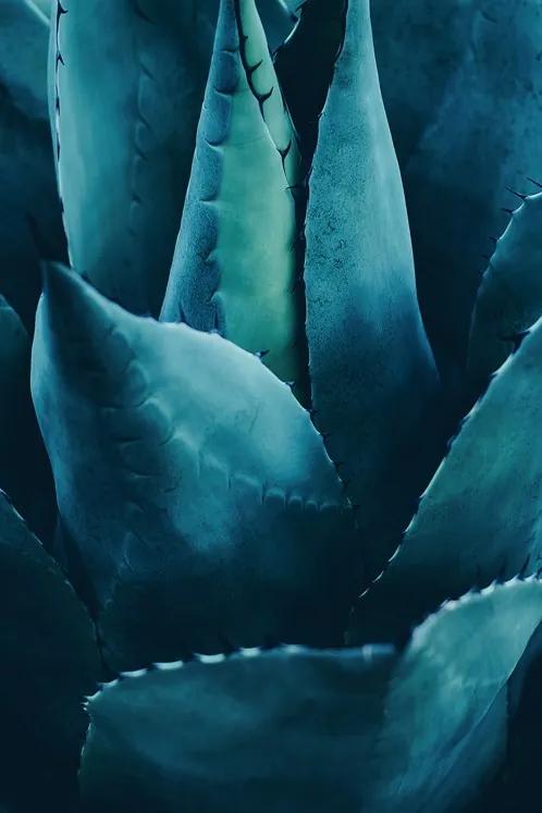 Cactus No.4