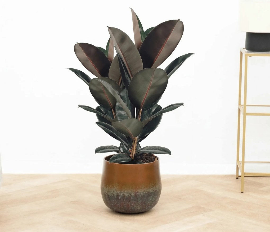 Ficus Abidjan struik - 90 cm