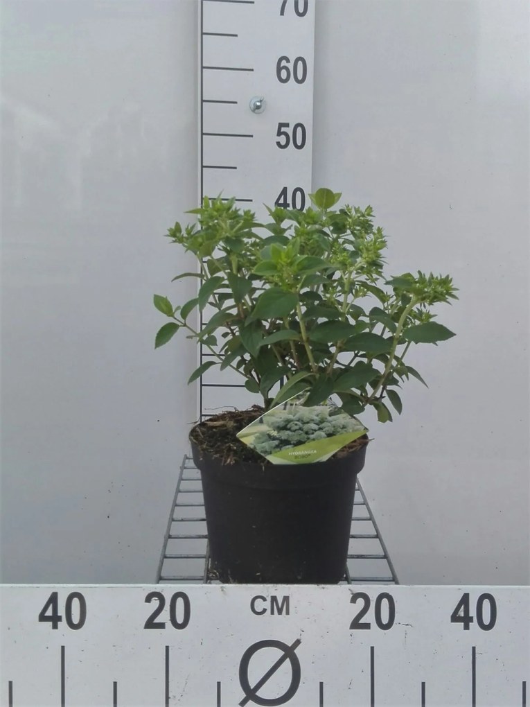 Hydrangea paniculata 'Ilvobo' (Bobo) - pot - 30-40 cm