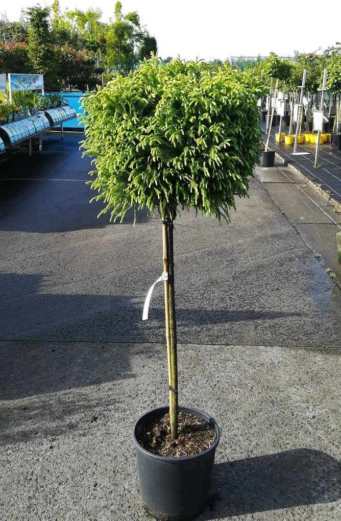 Cryptomeria japonica 'Globosa Nana' - pot 18L - halfstam boom