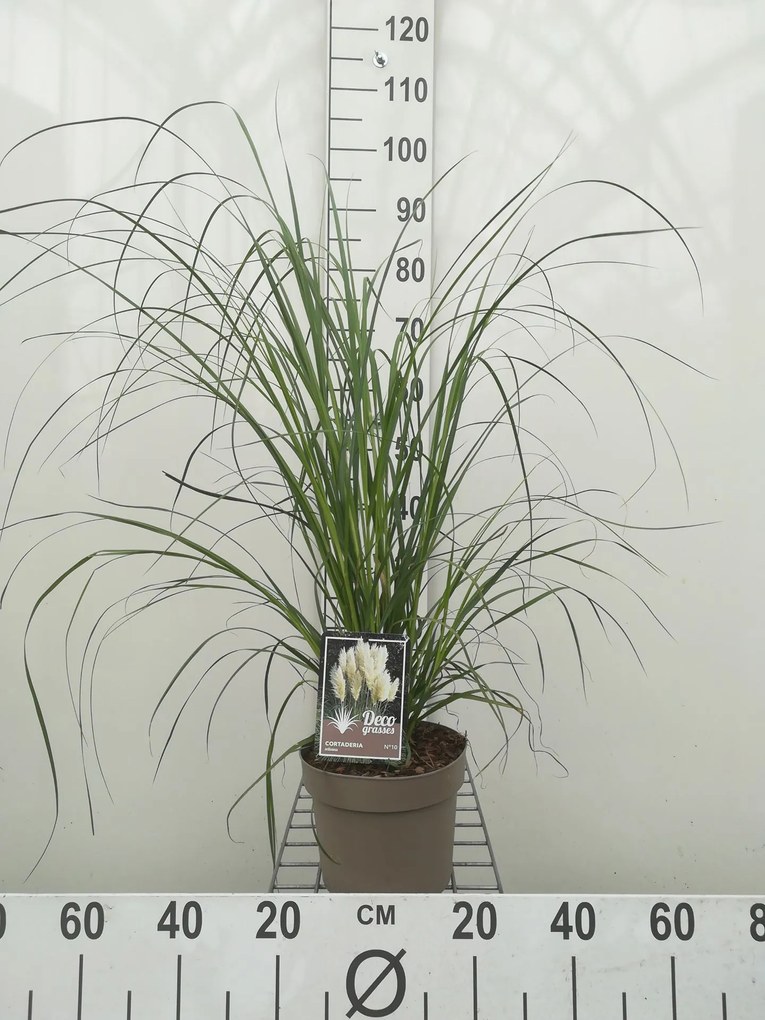 Cortaderia selloana - pot 3L -