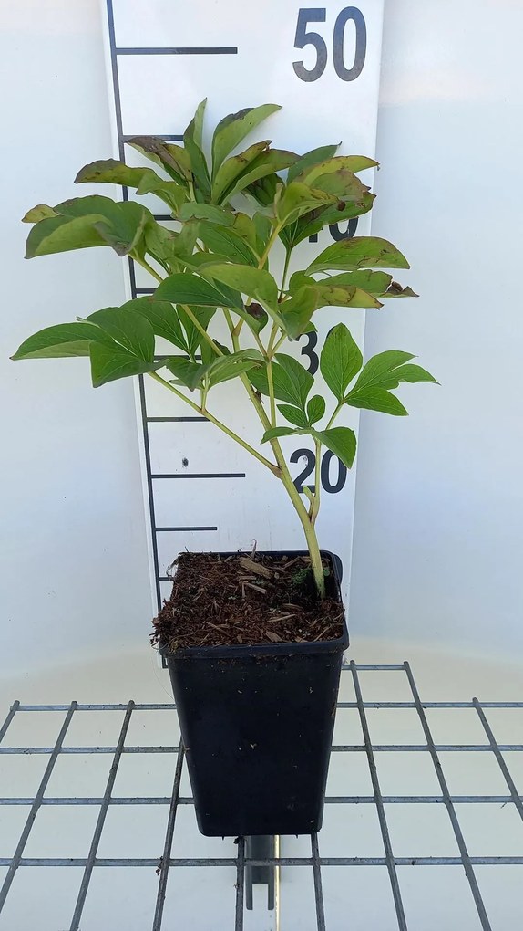 Paeonia 'Jan van Leeuwen' - pot 1L