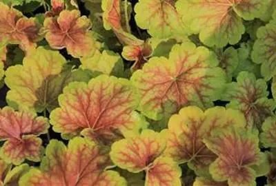 Heuchera 'Delta Dawn' - pot 9x9 cm