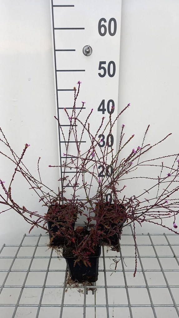 Verbena officinalis 'Bampton' - pot 9x9 cm -