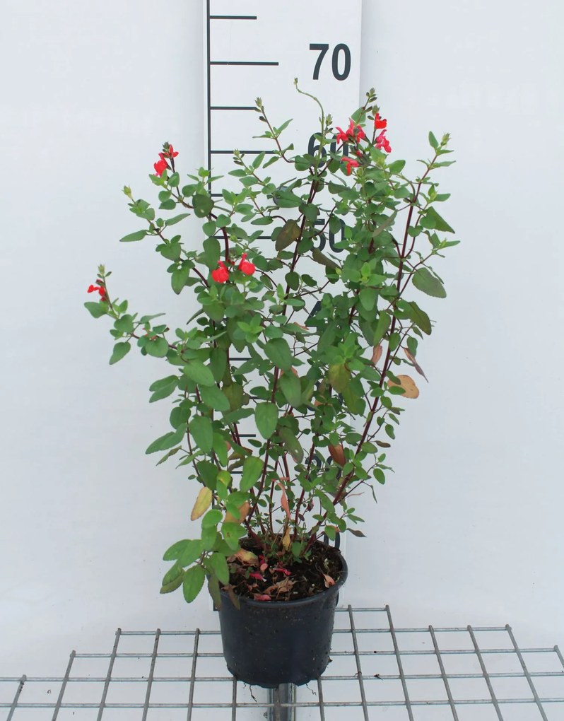 Salvia microphylla - pot 2L -