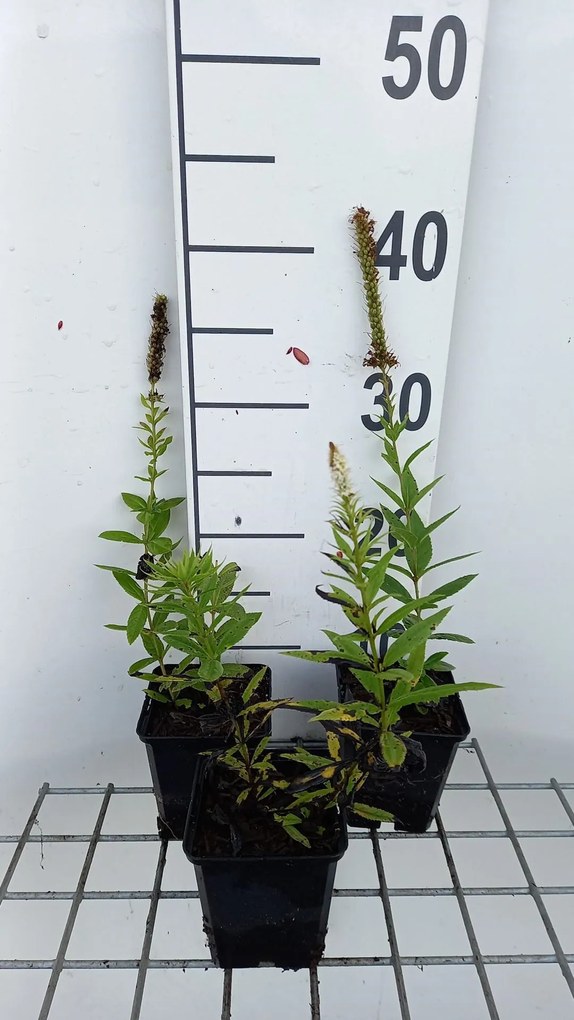 Veronicastrum virginicum 'Challenger' - pot 9x9 cm