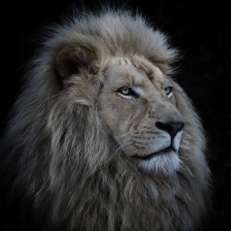 Kunstfotografie Proud Lion, Louise	Wolbers, (40 x 40 cm)