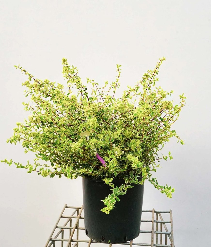 Abelia x grandiflora 'Sparkling Silver' - pot 10L - 50-60 cm