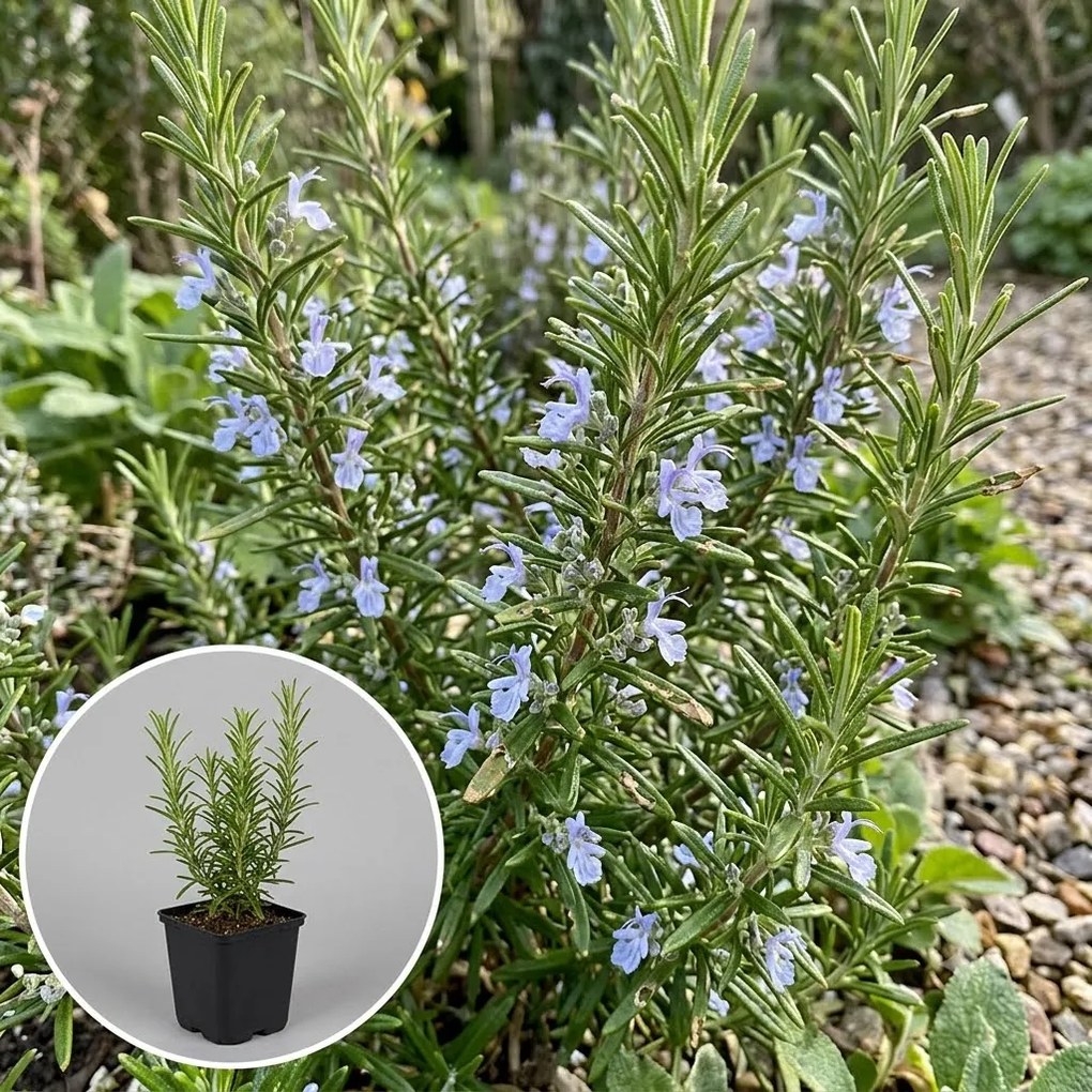 Rosmarinus officinalis 'Miss Jessopp's Upright' - pot 9x9 cm -