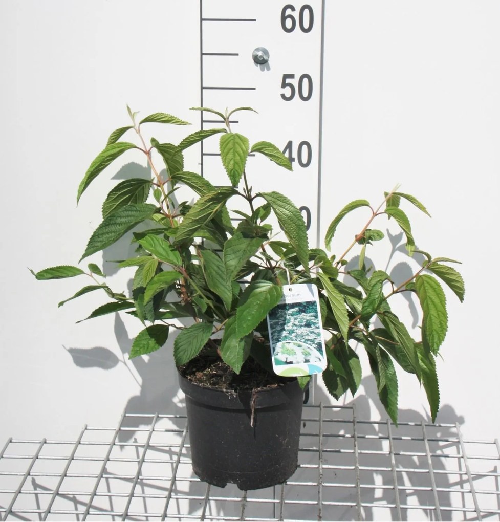 Viburnum plicatum 'Mariesii' - pot - 40-60 cm