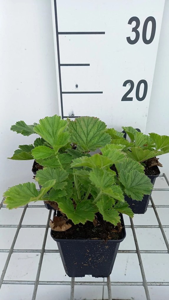 Geum 'MACGEU001' - pot 9x9 cm -