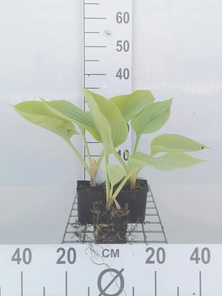 Hosta 'Sum and Substance' - pot 9x9 cm