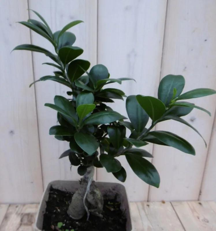 Kamerplant Bonsai Ficus Microcarpa 30 cm
