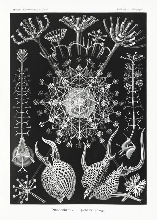 Kunstreproductie Phaeodaria–Rohrstrahlinge (1904), Ernst Haeckel