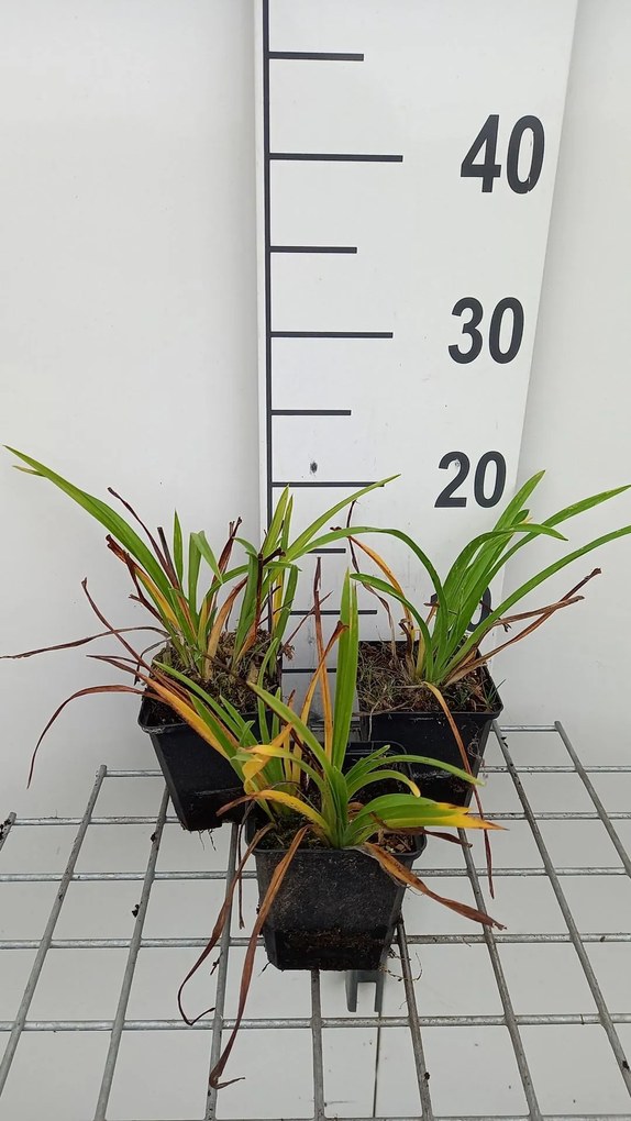 Hemerocallis 'Pardon Me' - pot 9x9 cm
