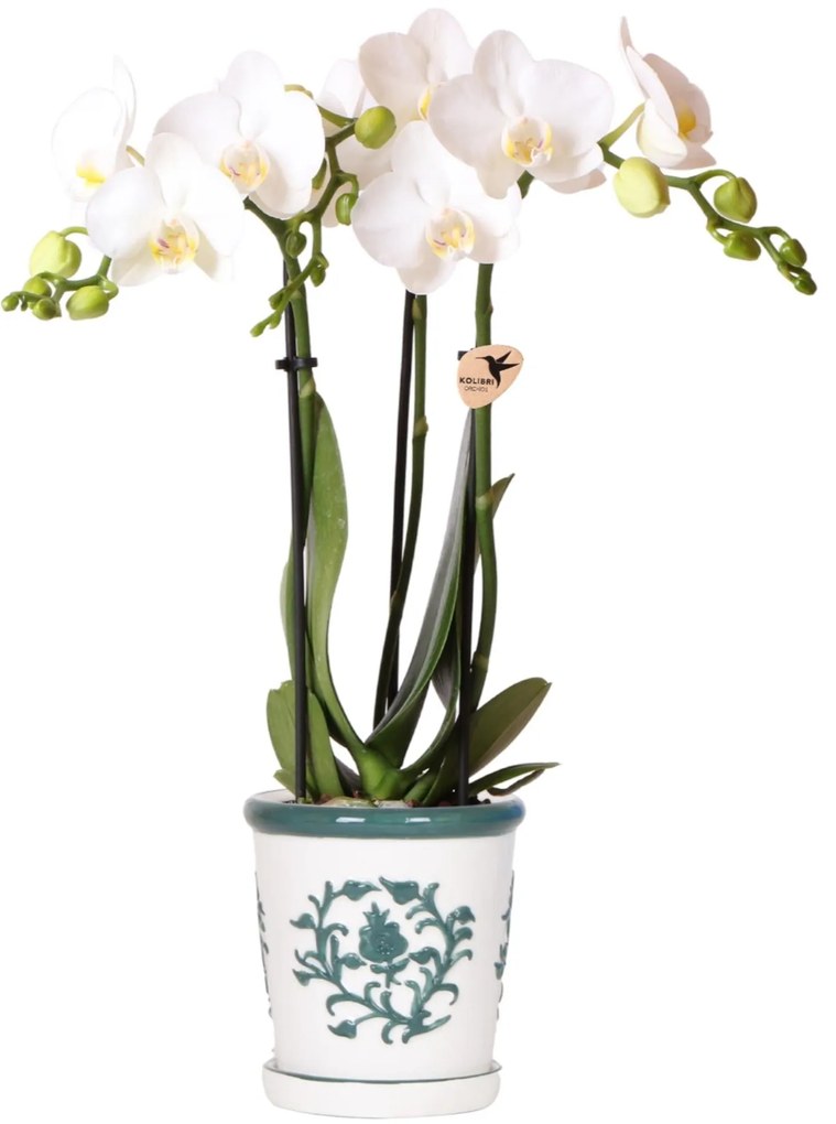Orchidee Jamaica (Phalaenopsis) inclusief sierpot 'Malaga'