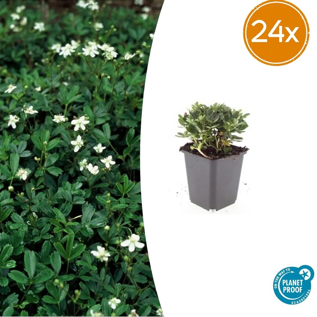 24x Potentilla tridentata 'Nuuk' - ↕10-25cm - Ø9cm