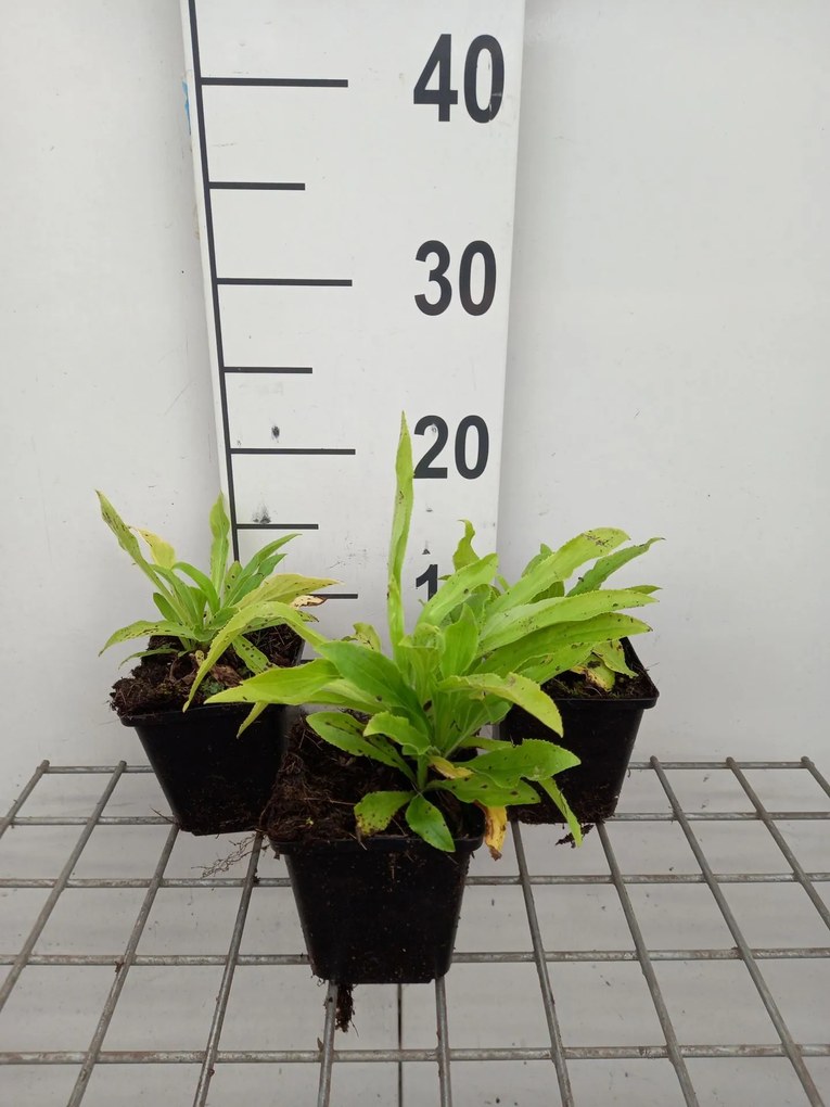 Digitalis grandiflora - pot 9x9 cm