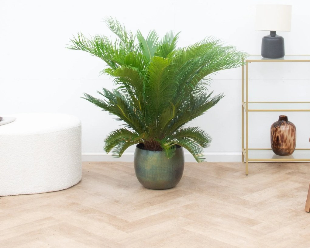 Cycas Revoluta - 80cm