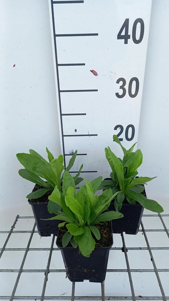 Digitalis ferruginea 'Gelber Herold' - pot 9x9 cm
