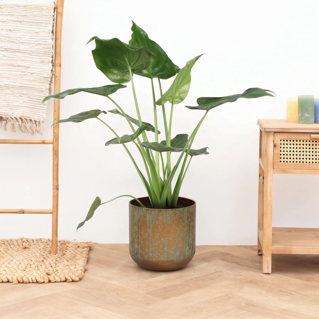 Alocasia Cucullata - 60cm