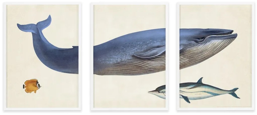 Vintage Whale illustratie van het Natural History Museum set van 3 ingelijste prints A2, meerkleurig