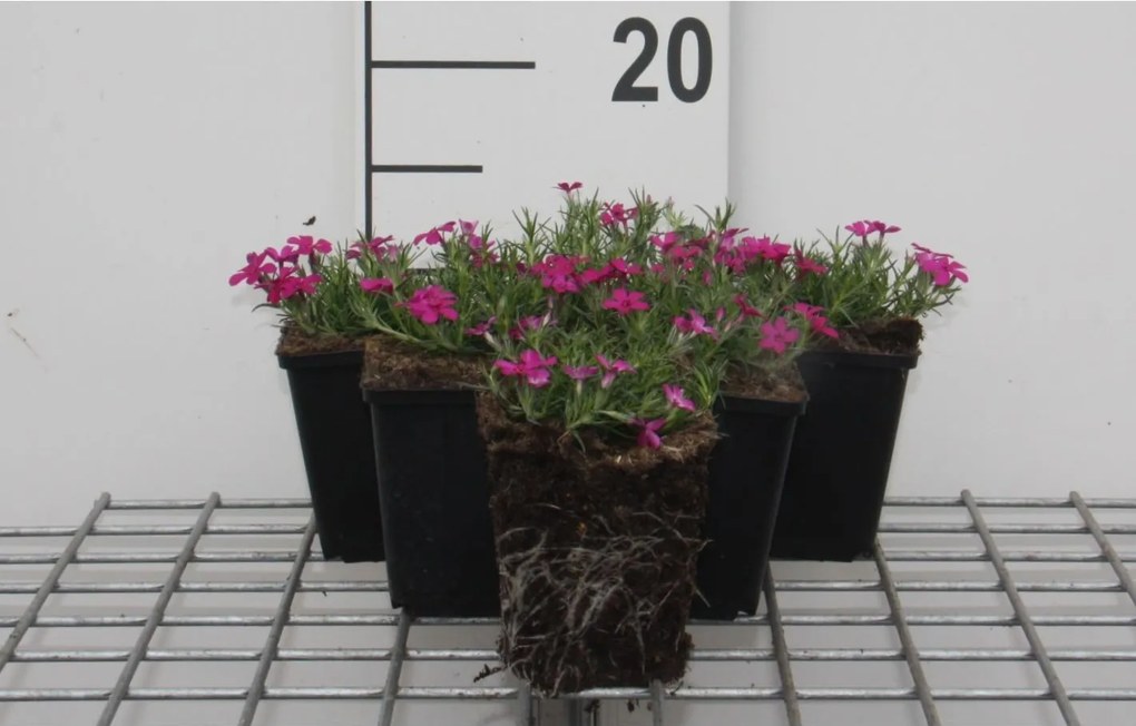 Phlox 'Crackerjack' - pot 9x9 cm -
