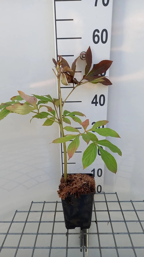 Paeonia 'Mme Calot' - pot 1L