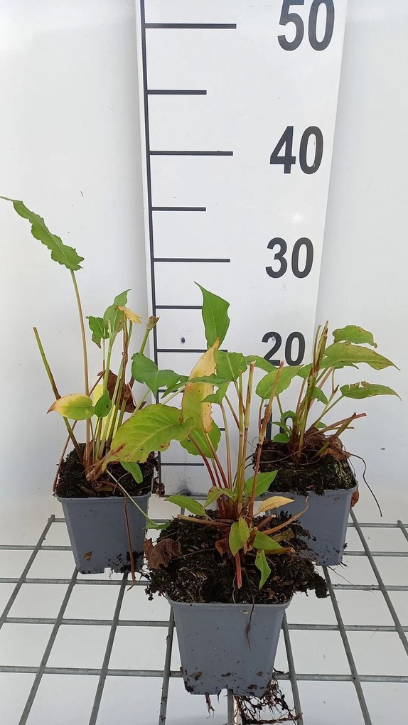 Persicaria amplexicaulis 'Lisan' - pot 9x9 cm -