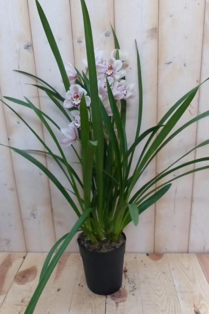 Orchidee Cymbidium 50 cm Roze-Wit