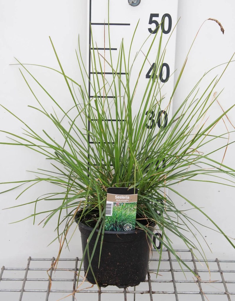 Sesleria autumnalis - pot 3L -