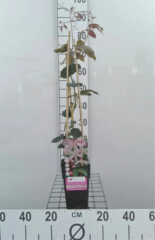 Clematis armandii 'Apple Blossom' - pot - 50-60 cm -