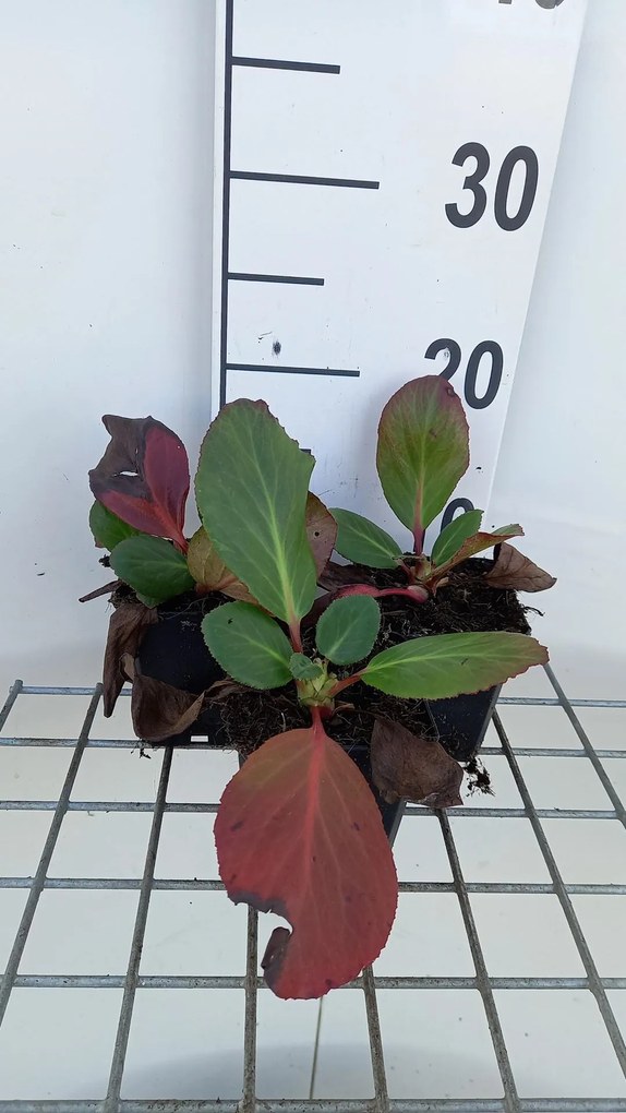 Bergenia 'Rosi Klose' - pot 9x9 cm