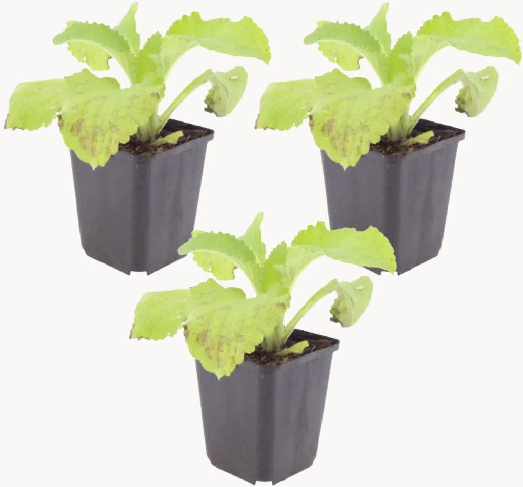 Planten Vingerhoedskruid Digitalis Purpurea, 3-delig