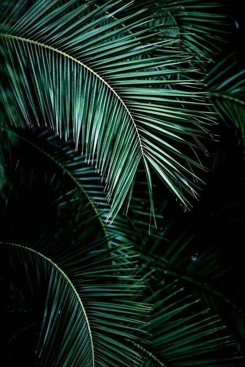 Palm Leaves 9