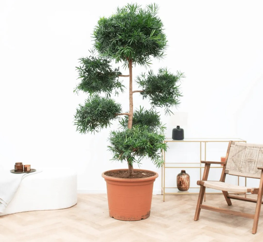 Podocarpus Macrophyllus - 250cm