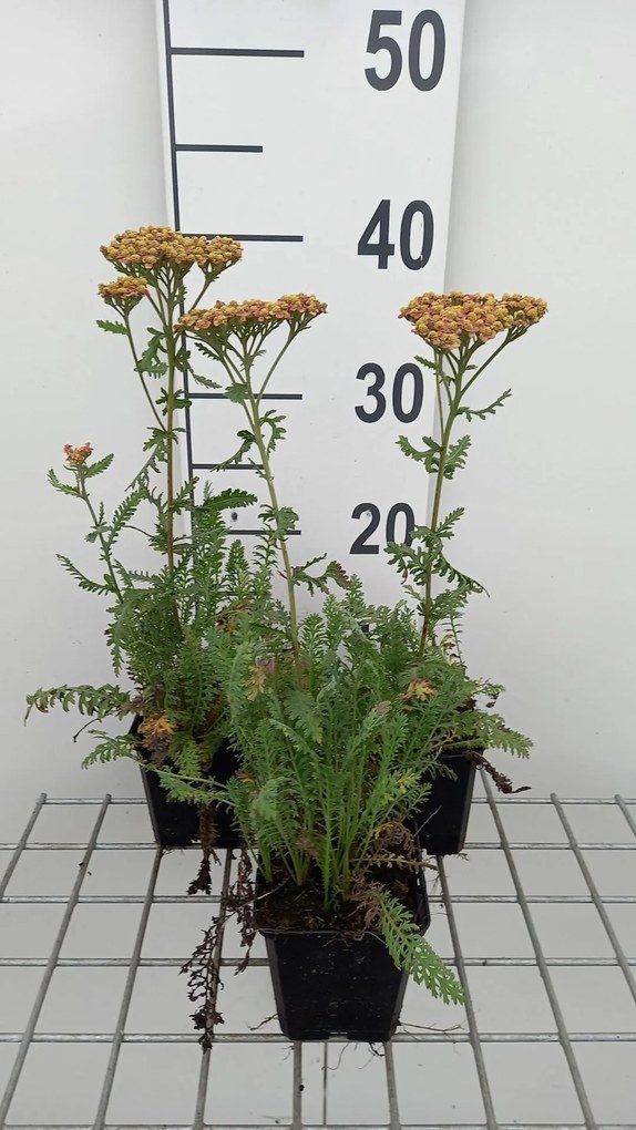Achillea 'Walther Funcke' - pot 9x9 cm -