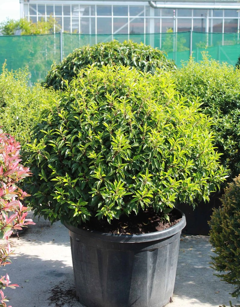 Prunus lusitanica 'Angustifolia' - pot - bolvorm diameter 90+ cm