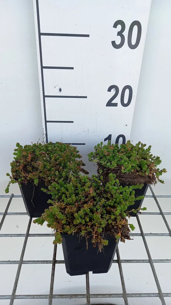 Sedum sexangulare - pot 9x9 cm -