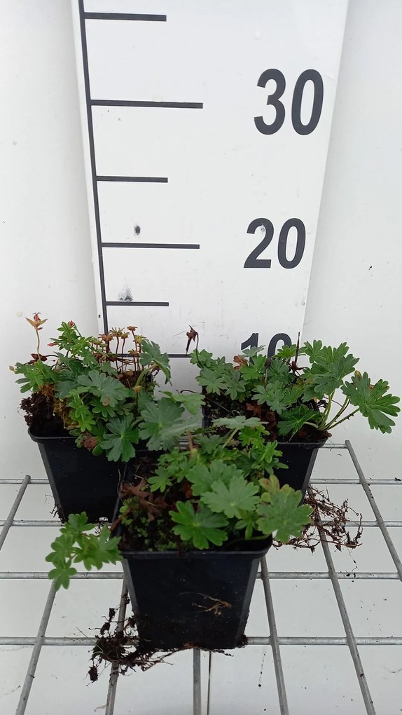 Geranium sanguineum 'Max Frei' - pot 9x9 cm