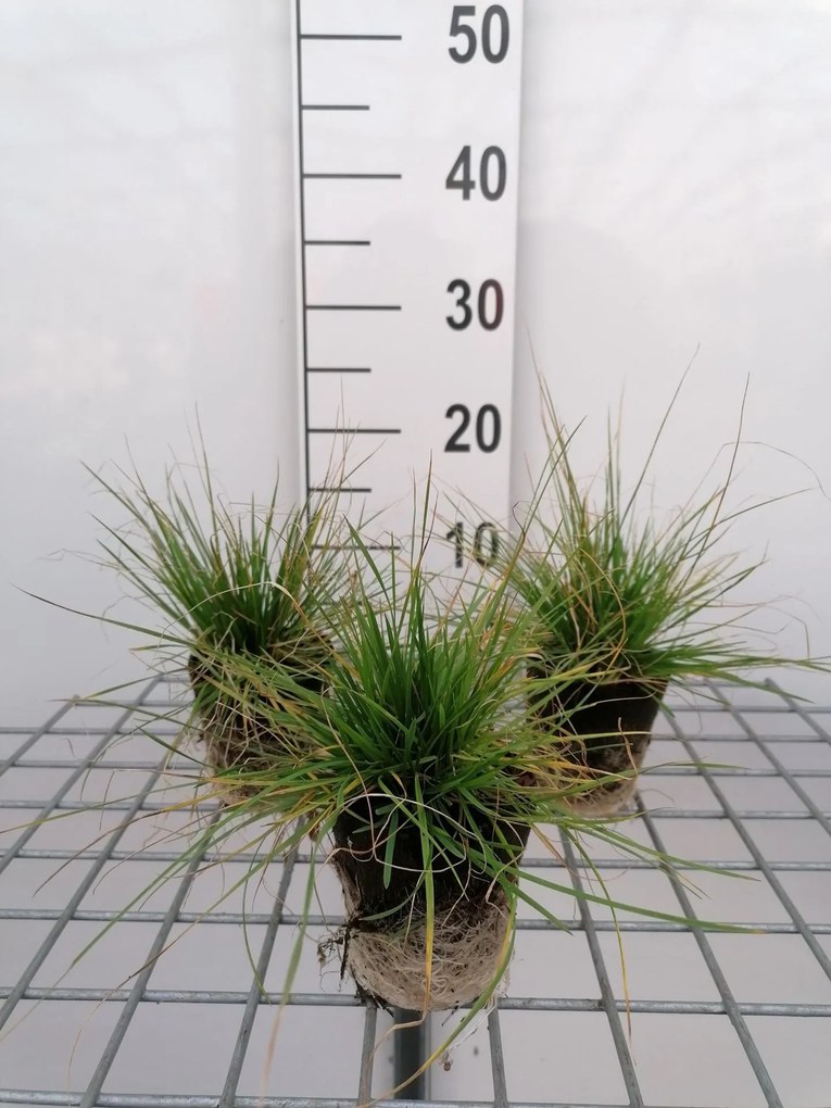 Deschampsia cespitosa - biopot diameter 8 cm