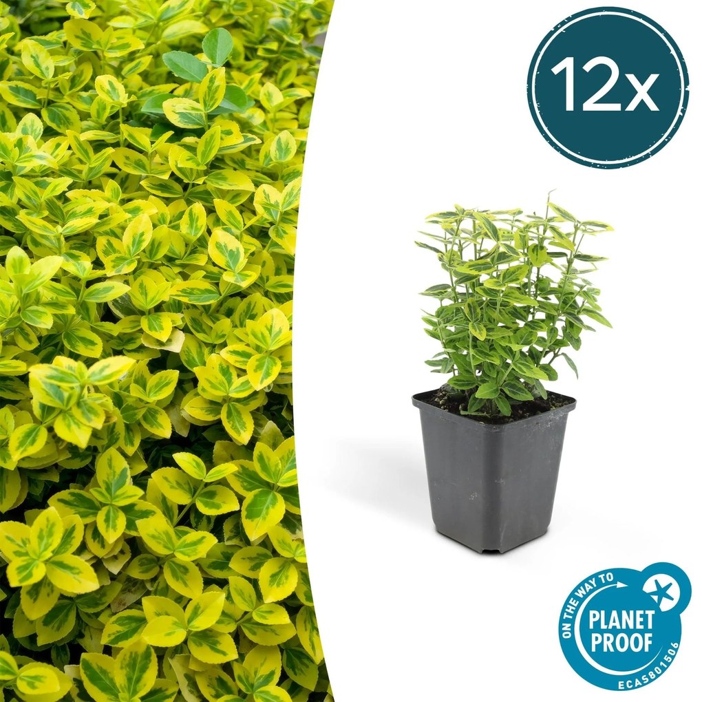 Euonymus Fortunei 'Emerald 'n Gold' - 20cm